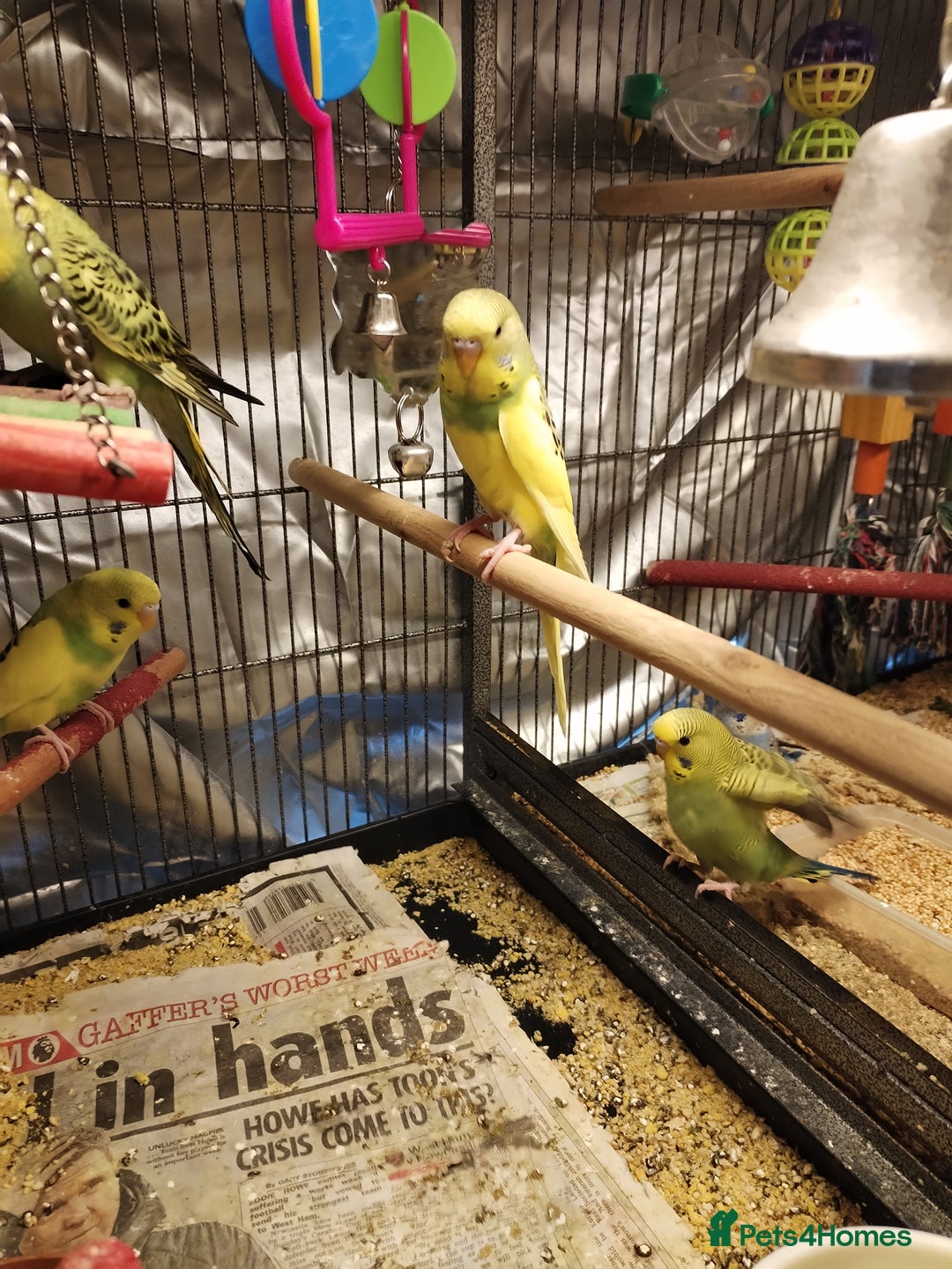 Budgerigars birds for sale: Beautiful baby budgies  - Advert 5