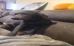 Labrador Retriever dogs for sale: KC Registered Charcoal Labrador  - Image 5