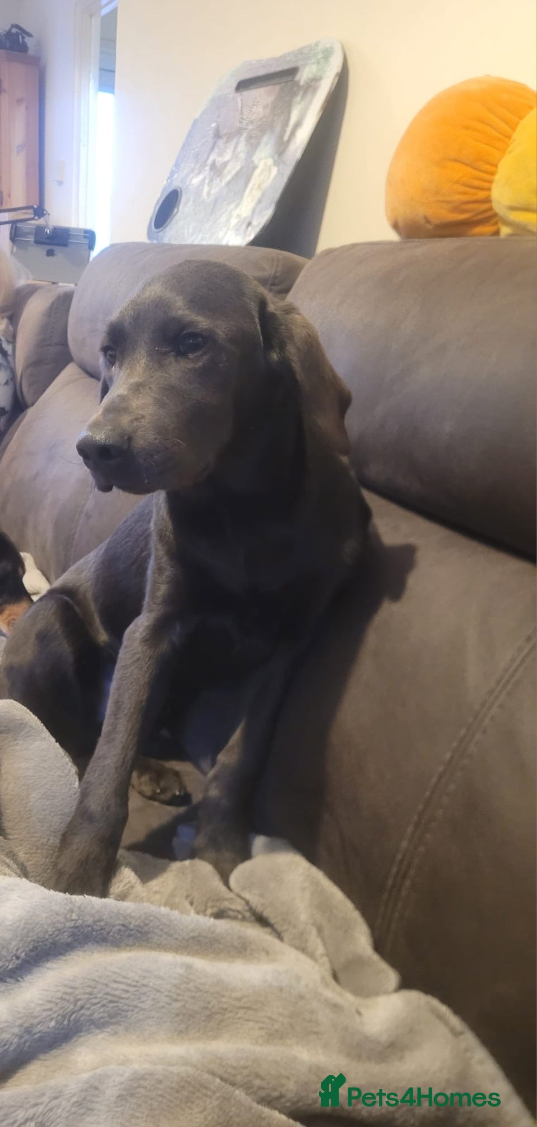 Labrador Retriever dogs for sale: KC Registered Charcoal Labrador  - Image 5