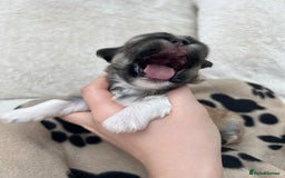 Lhasa Apso dogs for sale: Beautiful Lhasa apso puppies 🐶  - Image 26