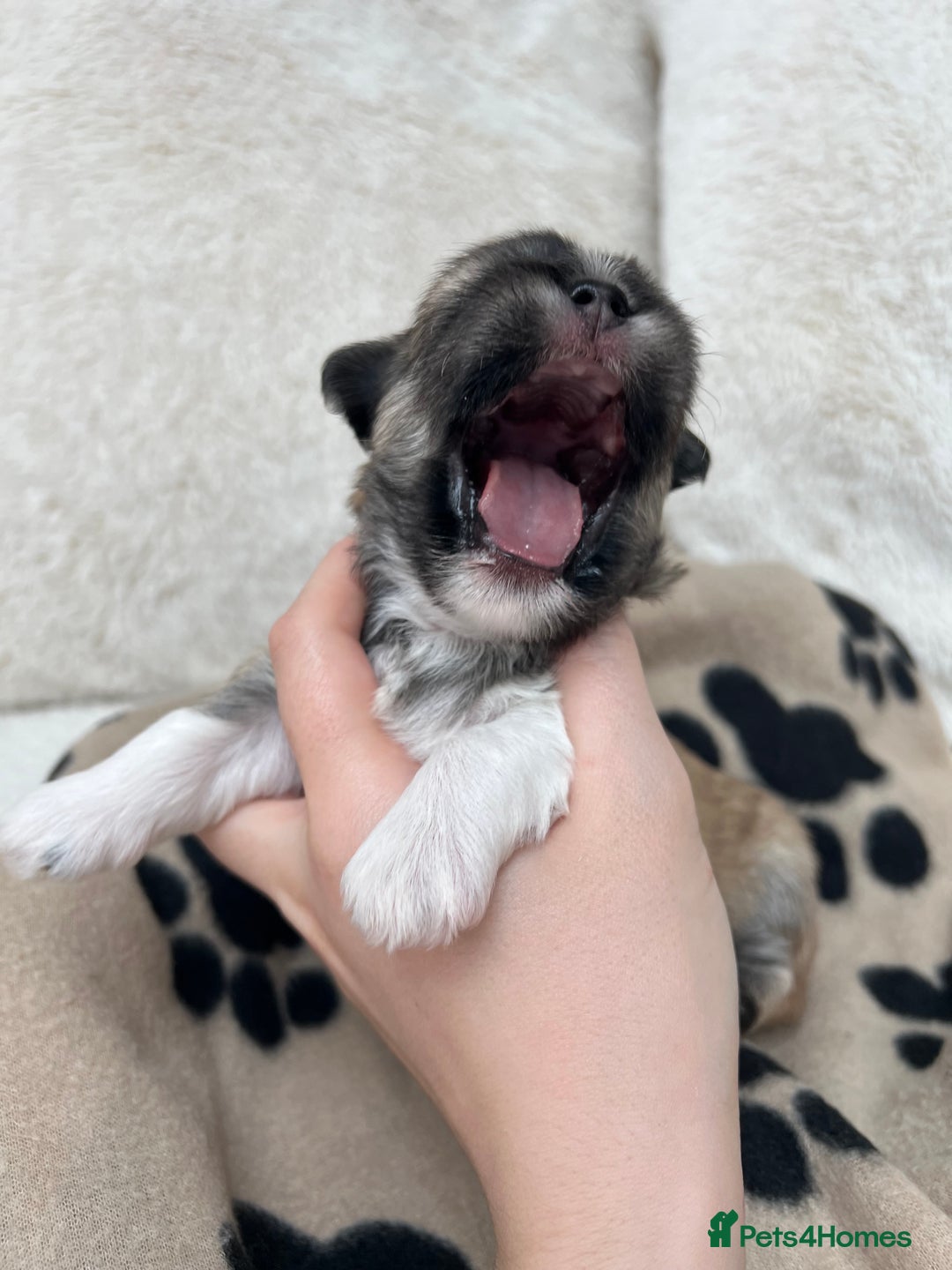 Lhasa Apso dogs for sale: Beautiful Lhasa apso puppies 🐶  - Image 26