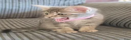 Norwegian Forest Cat cats for sale: Norwegian Forest cat X Bengal!  - Advert 13