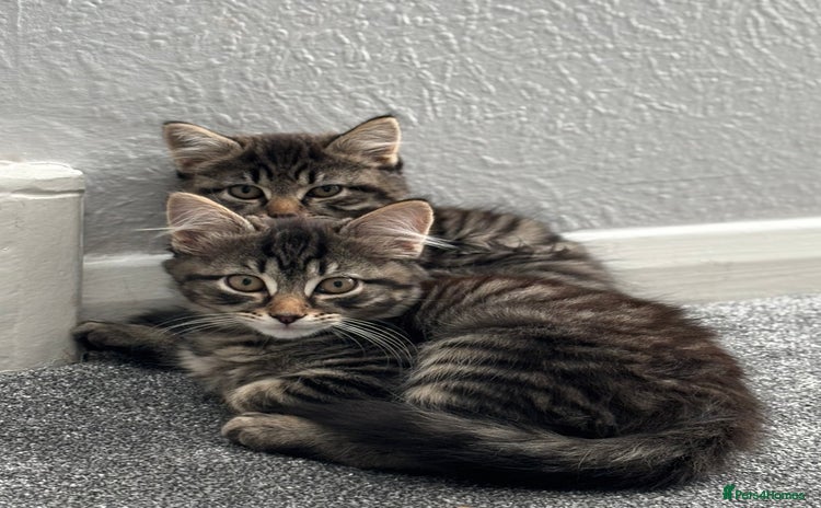 Norwegian Forest Cat cats - Advert 1