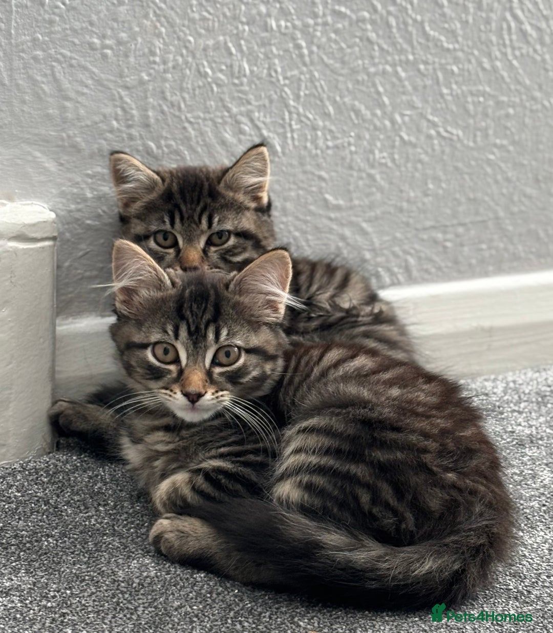 Norwegian Forest Cat cats for sale: Chunky Tabby kittens ready for their new homes  - Advert 2