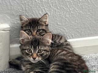 Norwegian Forest Cat cats - Advert 19