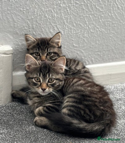 Norwegian Forest Cat cats - Advert 1