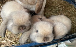 Mini Lop rabbits for sale: Pure bred mini lop rabbits - Image 12