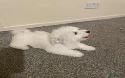 Maltese dogs for sale: Purebred Maltese Puppies  - Image 10