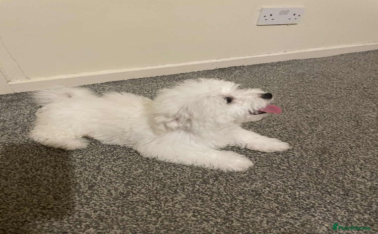 Maltese dogs - Advert 1