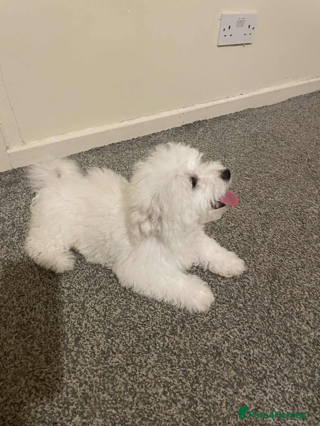 Maltese dogs for sale: Purebred Maltese Puppies  - Image 10