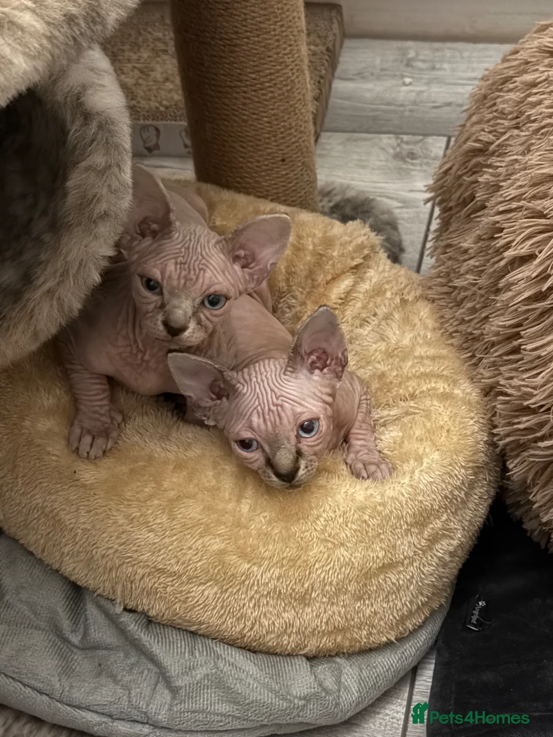 Sphynx cats for sale: TICA REG. Last  girl  available.🐱🐾 - Advert 2