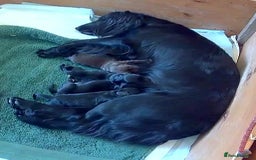 Sprocker dogs for sale: Sprockers For Sale  in Rye - Image 3