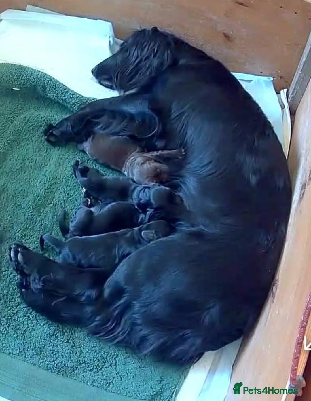 Sprocker dogs for sale: Sprockers For Sale  in Rye - Image 3