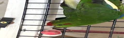 Parakeets birds for sale: Kakarikis for sale  - Advert 5