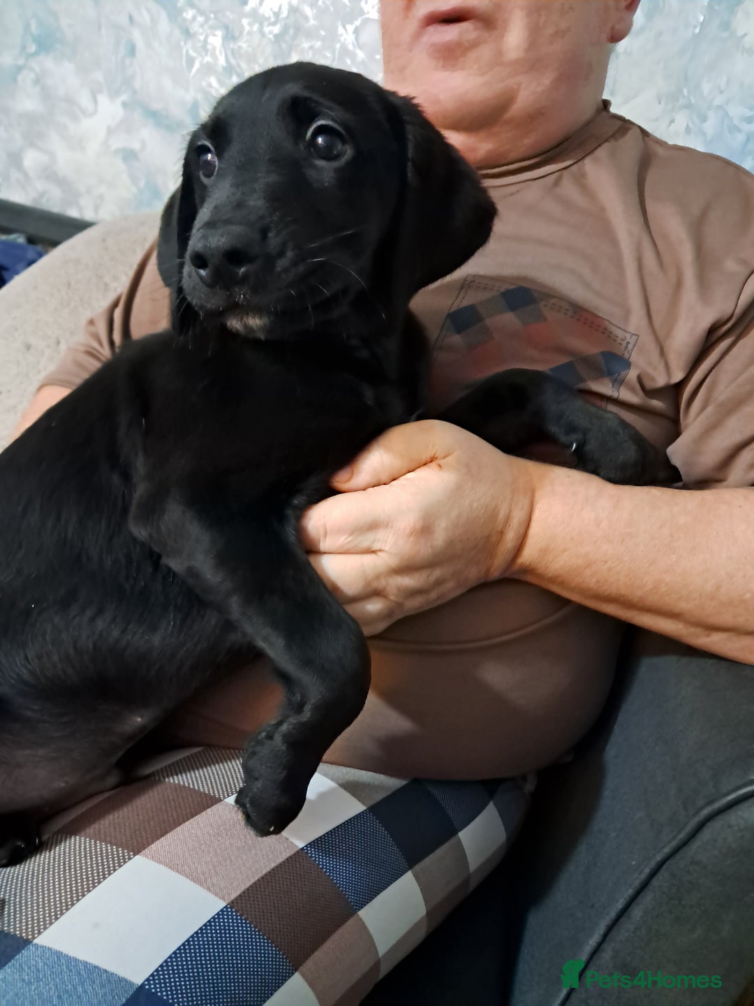 Mixed Breed dogs for sale: Lurcher x jackapoo  pups - Advert 7