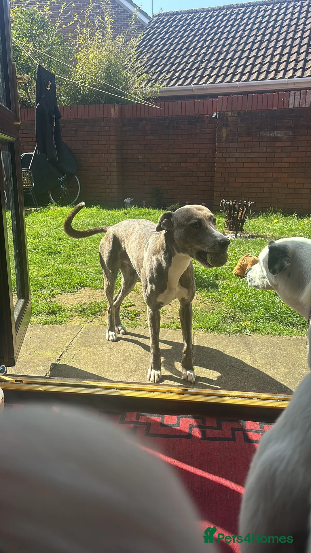 Lurcher dogs for adoption: Gorgeous lurcher seeking his forever home  - Advert 2