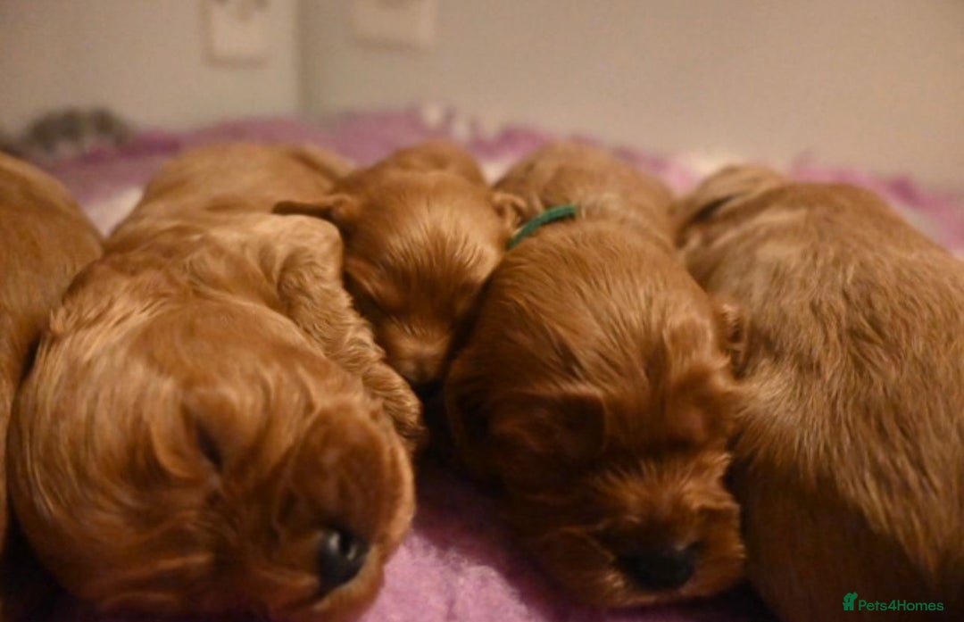 Cavapoo dogs for sale: Deep red Cavapoo puppies/ dna tested 💙 - Image 5