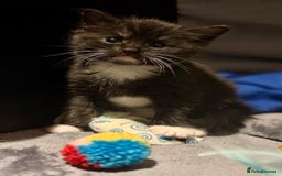 British Shorthair cats for sale: Female Kittens - Image 5