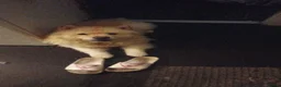 Mixed Breed dogs for sale: Chugs  in Tipton - Advert 1