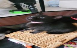Domestic Shorthair cats for sale: 6 lovable bundles of mischief seek forever home - Image 2