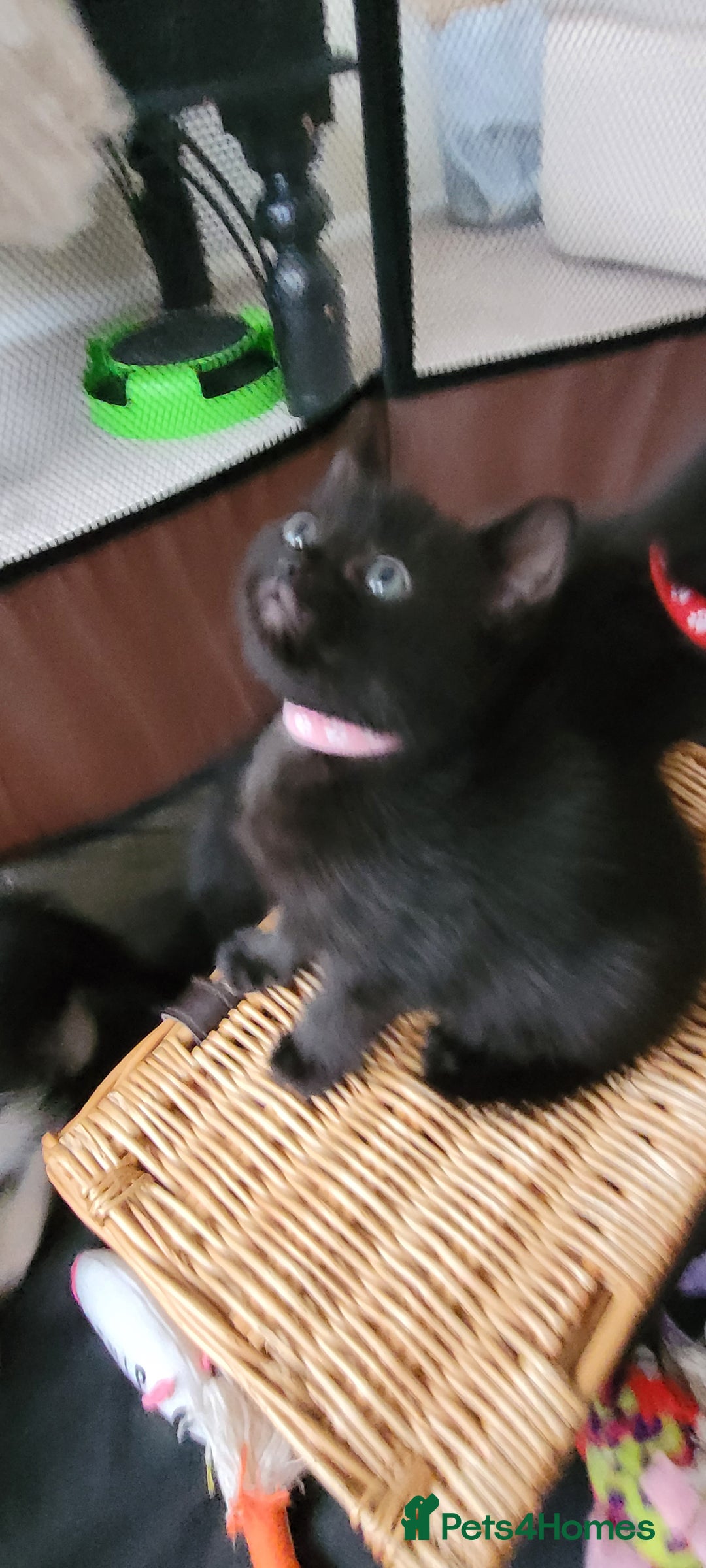 Domestic Shorthair cats for sale: 6 lovable bundles of mischief seek forever home - Image 2