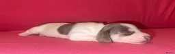 Miniature Dachshund dogs for sale: Miniature Dachshunds - Advert 24