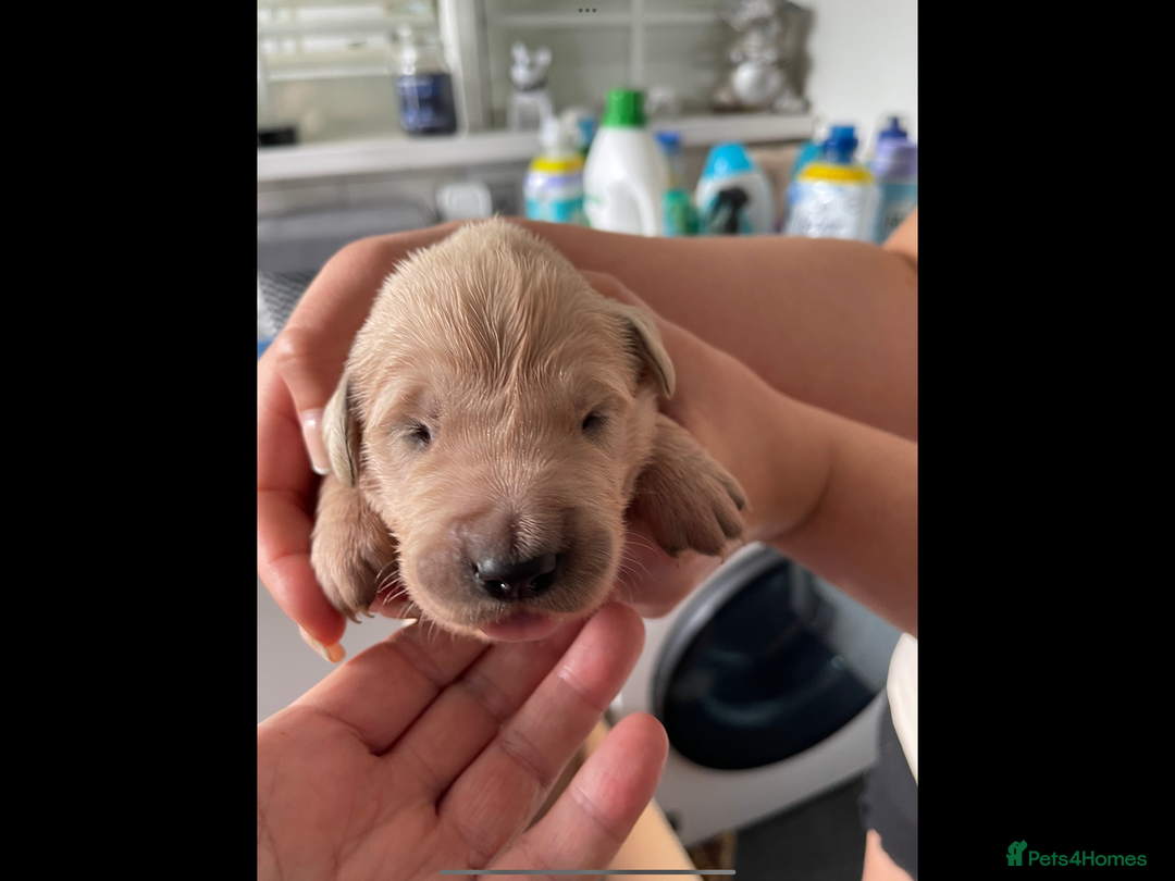 Golden Retriever dogs for sale: KC reg fox Red golden retrievers  - Image 14