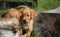 Golden Retriever dogs for sale: Dark Red Kc Registered Golden Retriever Puppies - Image 5