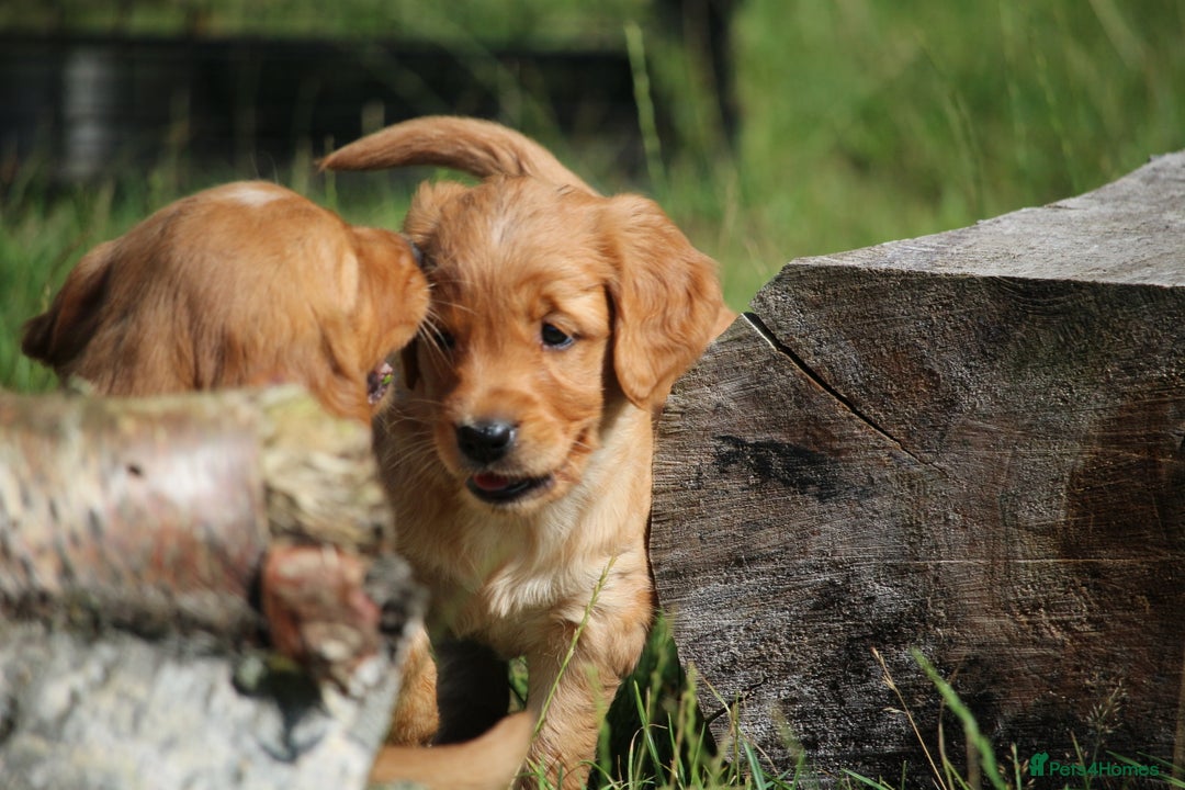 Golden Retriever dogs for sale: Dark Red Kc Registered Golden Retriever Puppies - Image 5