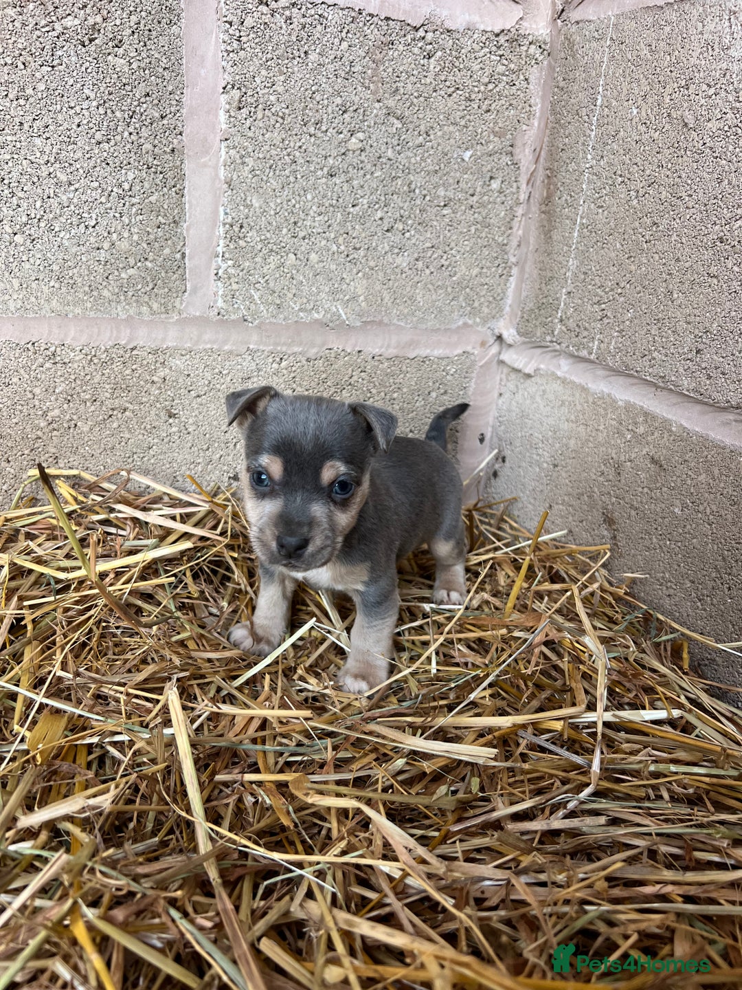 Jack Russell dogs for sale: Lilac & Tan Miniature Jack Russel  - Image 9