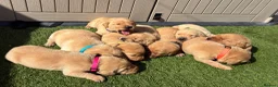 Labrador Retriever dogs for sale: 🐾Exceptional KC Registered Labrador Puppies🐾 - Advert 18