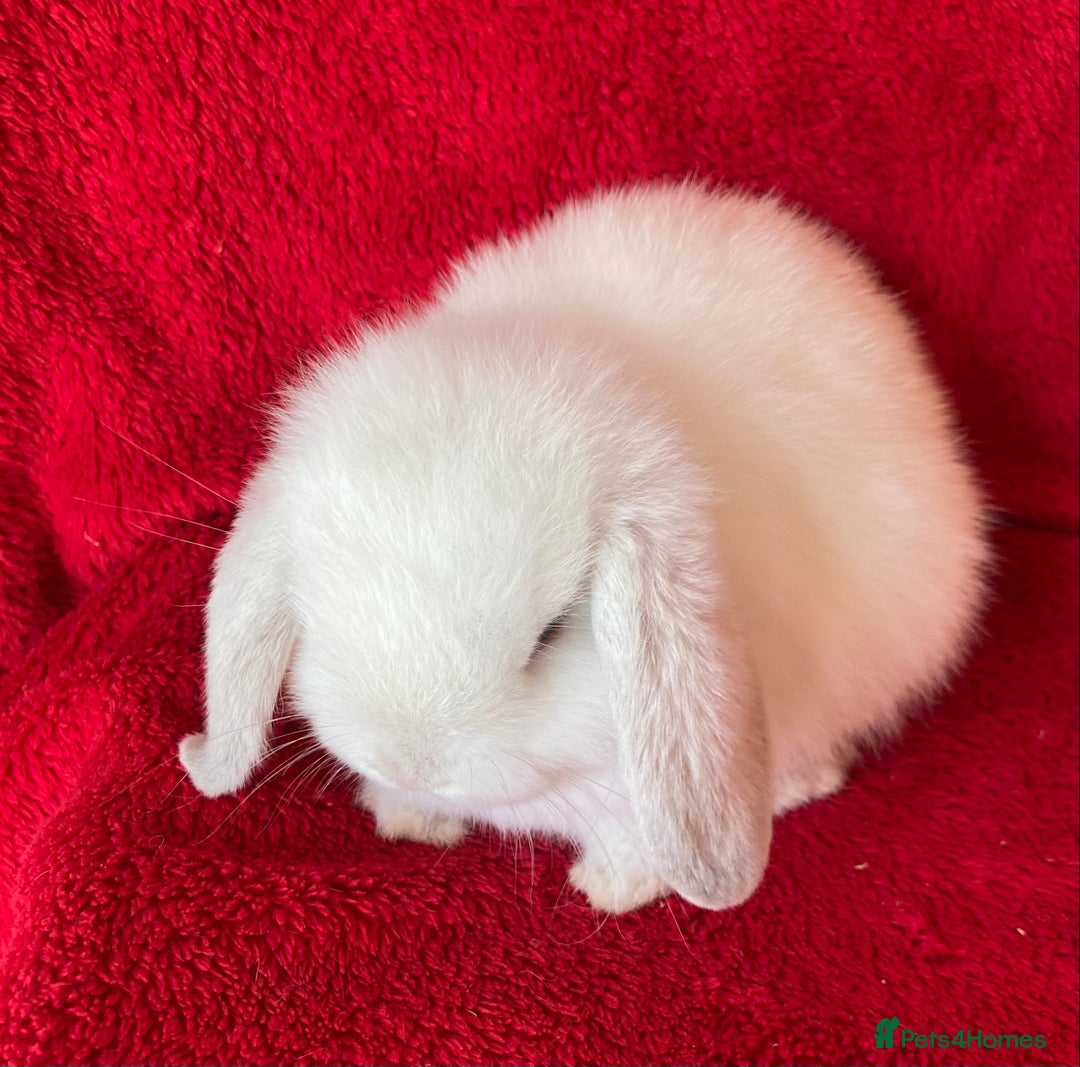 Mini Lop rabbits for sale: Adorable Pure Mini Lop Rabbits  - Image 5