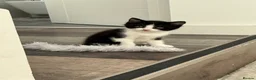 British Shorthair cats for sale: British shorthair mixed kittens looking for homes - Advert 25