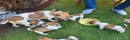 Jack Russell dogs for sale: Jack Russell 4 Sale - Advert 4