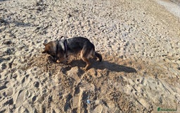 German Shepherd dogs for sale: Bella is looking for forever home - Image 14