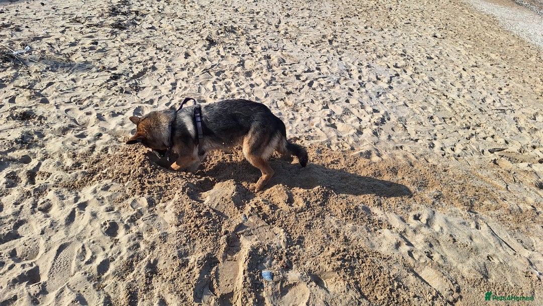 German Shepherd dogs for sale: Bella is looking for forever home - Image 14