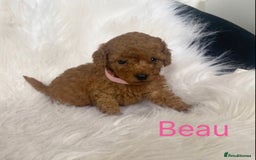 Miniature Poodle dogs for sale: Gorgeous Red Minature Poodles Puppies  - Image 27
