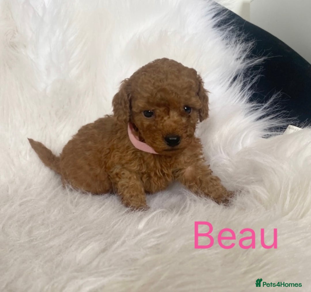 Miniature Poodle dogs for sale: Gorgeous Red Minature Poodles Puppies  - Image 27