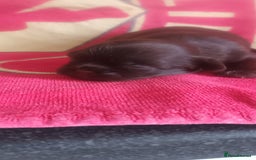 Shihpoo dogs for sale: Shihpoo puppies for sale. - Image 6