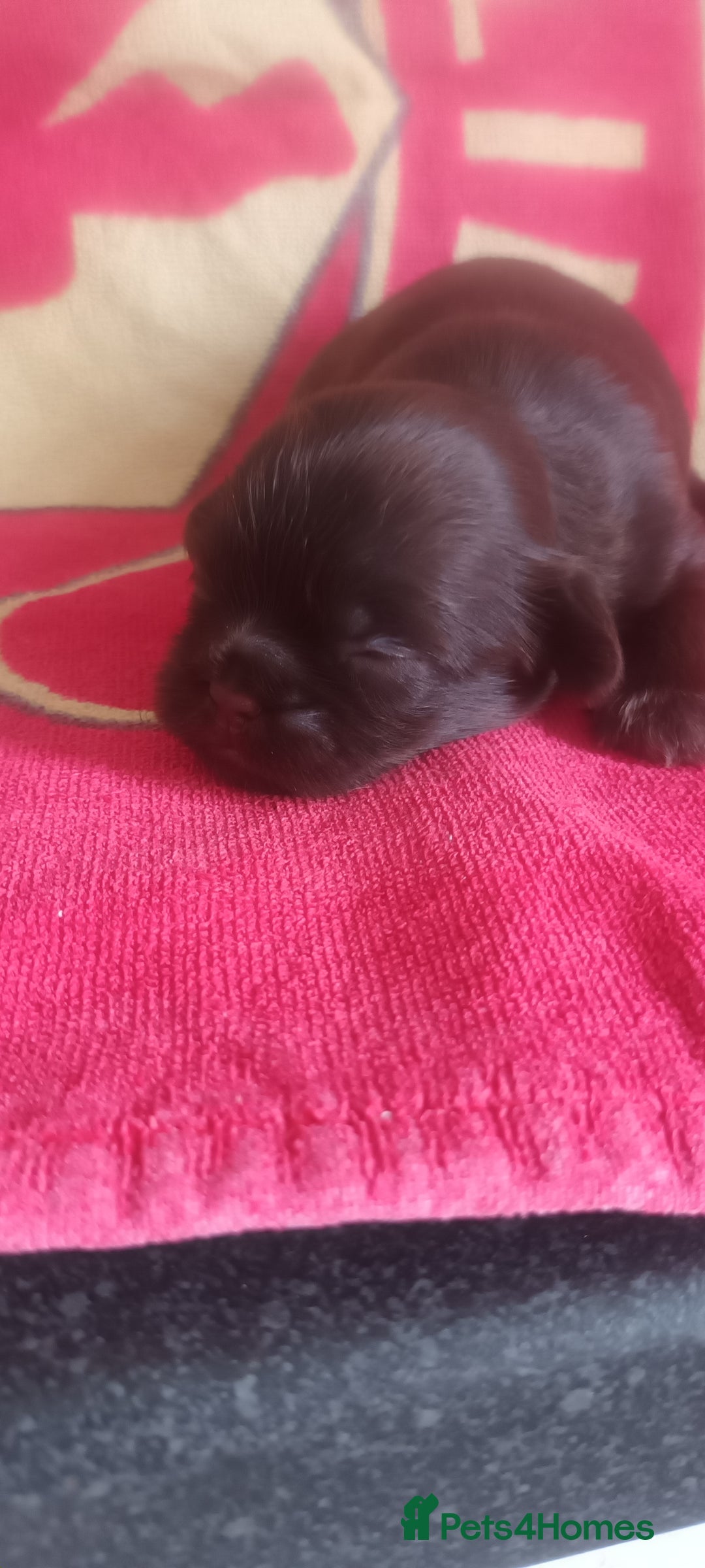 Shihpoo dogs for sale: Shihpoo puppies for sale. - Image 6