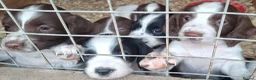 English Springer Spaniel dogs for sale: Working springer spaniel pups - Advert 9