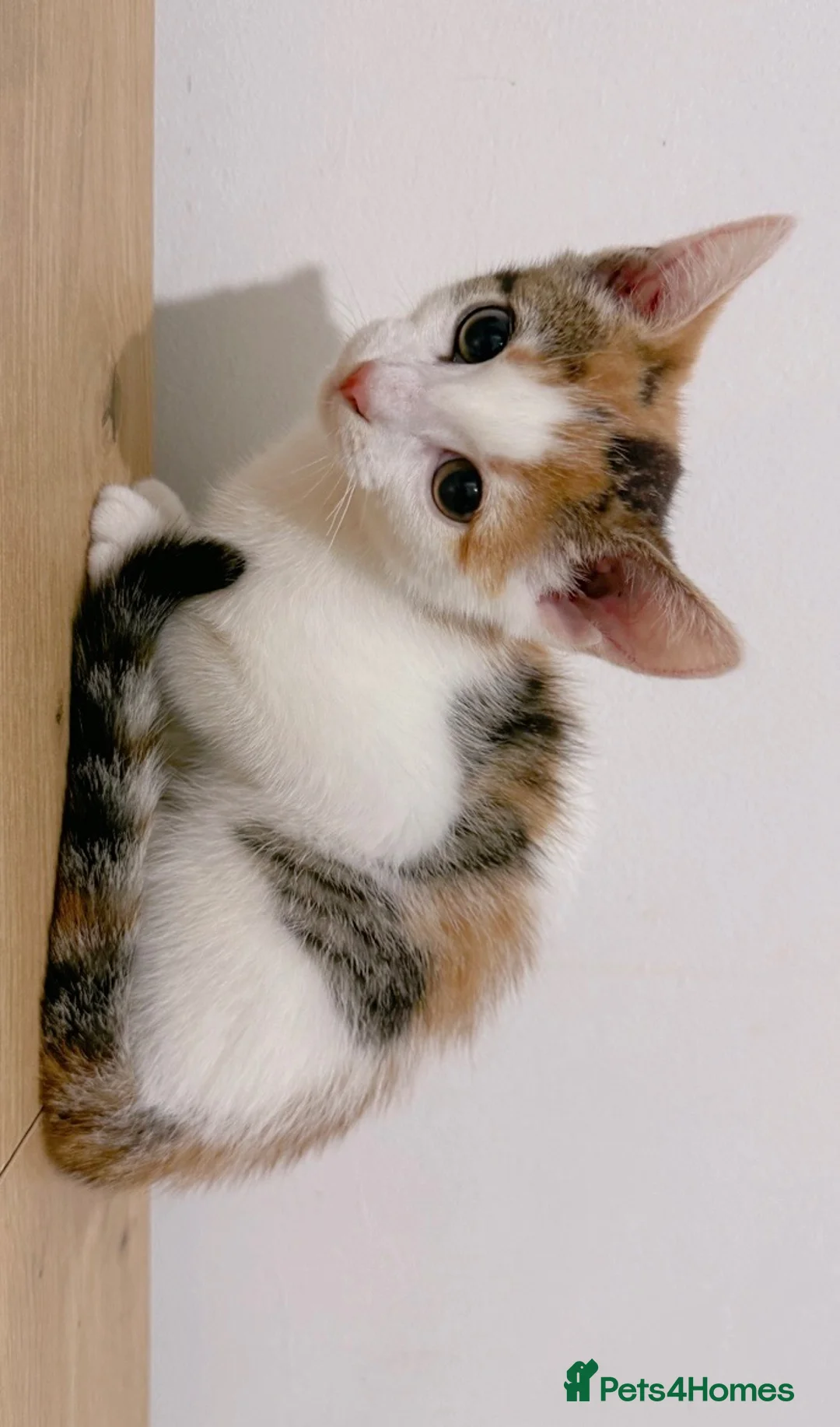 Mixed Breed cats for sale: Moti, female Calico kitten  - Advert 2