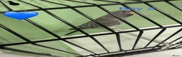 Budgerigars birds for sale: Black face budgies  - Advert 7