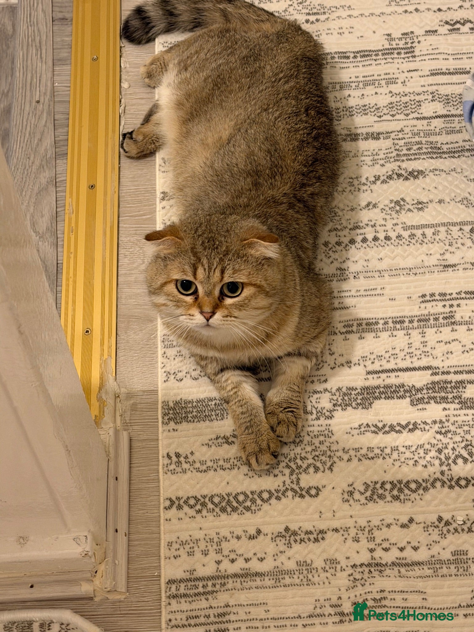 Scottish Fold cats Scottish Fold Golden Shaded Golden Tabby Colouring - Advert 2