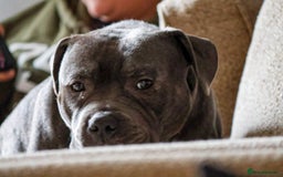 Staffordshire Bull Terrier dogs for sale: Looking to rehome a blue staffy - Image 4