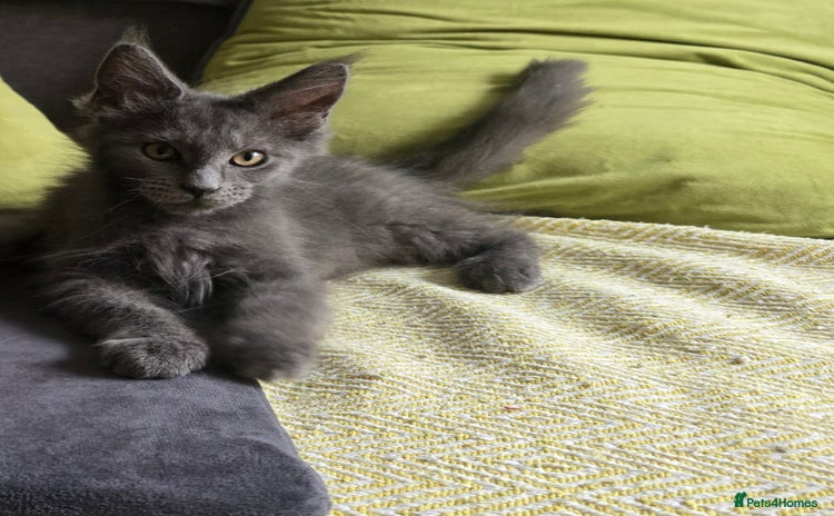 Maine Coon cats - Advert 4