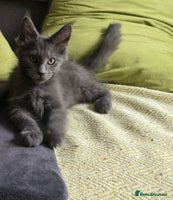 Maine Coon cats - Advert 6