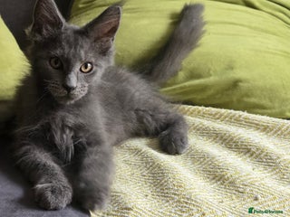 Maine Coon cats - Advert 16