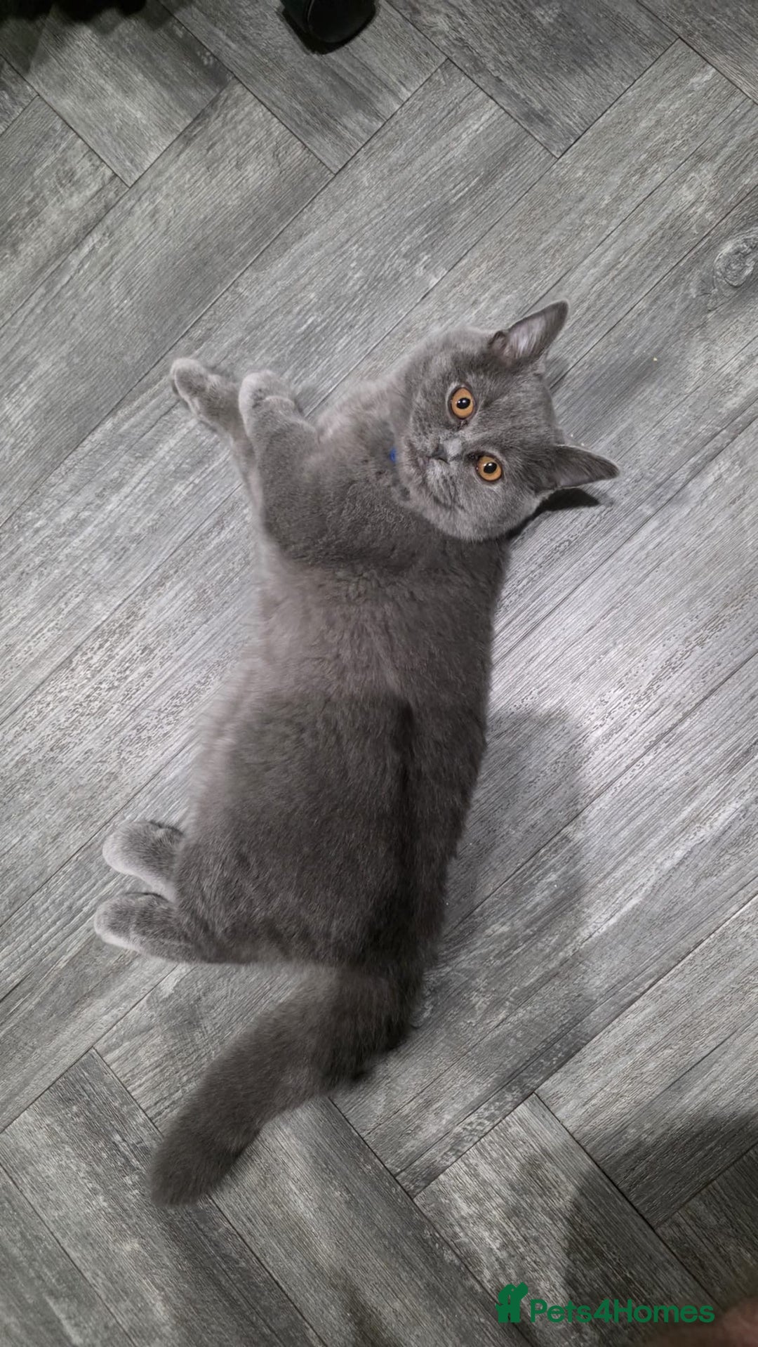Scottish Fold cats for sale: Scottish fold - Image 3