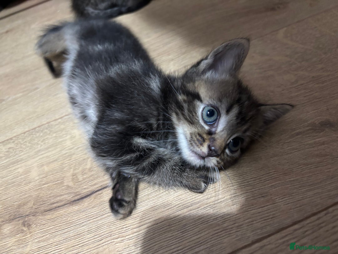 Ragdoll cats for sale: Kittens - Image 9